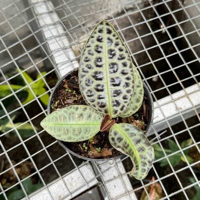 Labisia Turtle Back