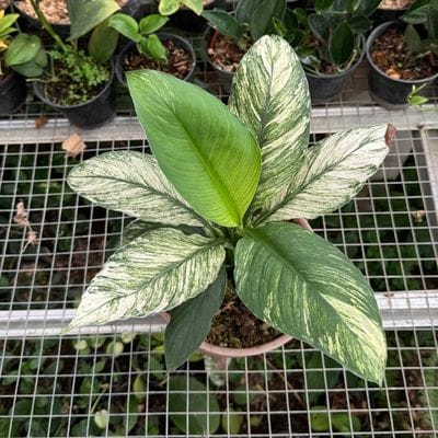 Sphathiphyllum Mint