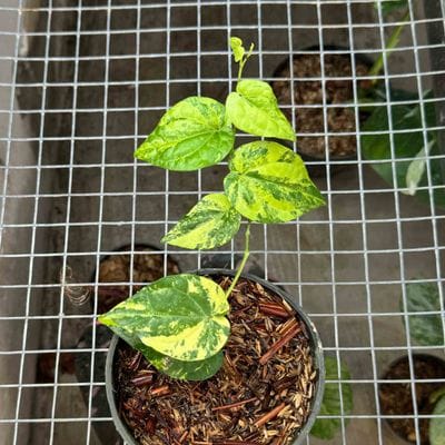 Piper Variegated Yellow SP Salaka