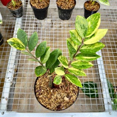 Zamioculcas Zamiifolia Variegated Yellow 2 Stem