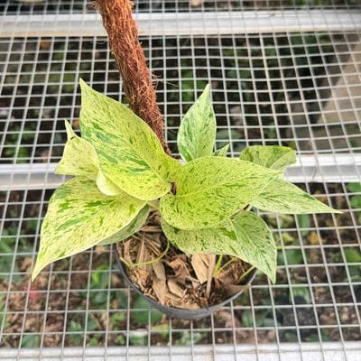 Epipremnum Marble Queen