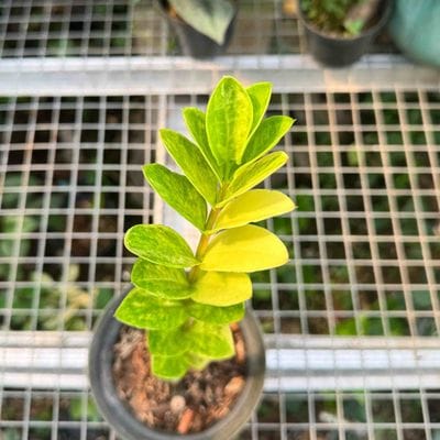 Zamioculcas Zamiifolia Variegated Yellow 1 Stem