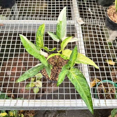 Syngonium Angustatum Variegated