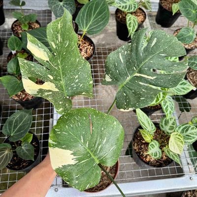 Monstera Thai Constellation Mature Leaf