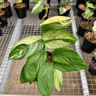 Scindapsus Perakensis Albo