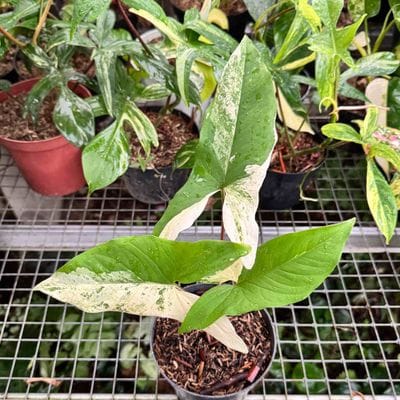 Syngonium Mint Of Sumatra