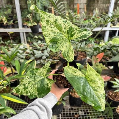 Syngonium Mojito Mottled