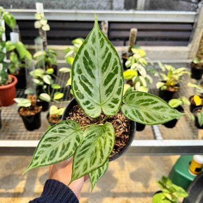 Anthurium Crystallinum x Silver