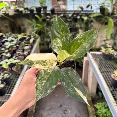 Aglaonema Siam Jade Variegated