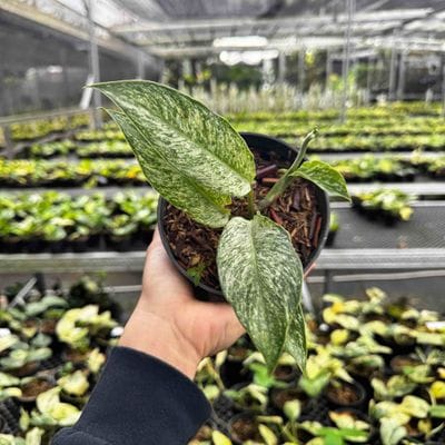 Rhaphidophora Elliptifolia White Marble