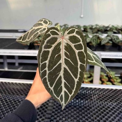 Anthurium King Of Spades HU x Red Crystallinum