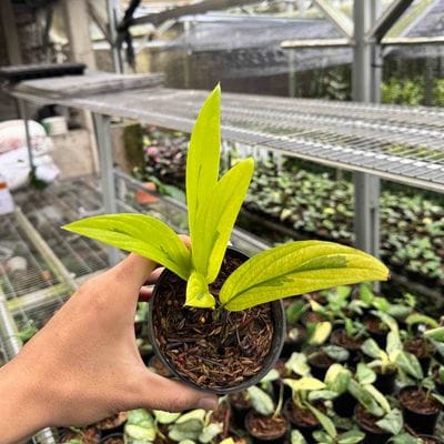 Rhaphidophora Latevaginata Aurea