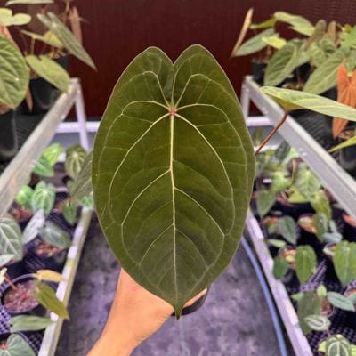 Anthurium Red Spider x Red Sonya