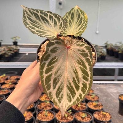 Anthurium King Of Spades HU Butterfly x Red Crystallinum (Best Choice)