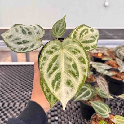Anthurium Silver Tiger x Silver Blush