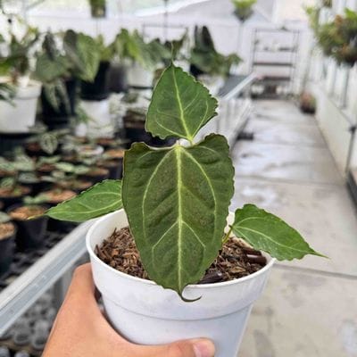 Anthurium Boogie Mutations