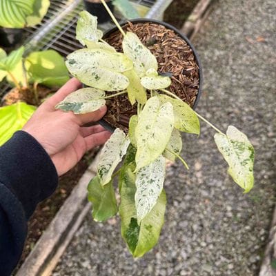 Philodendron Burlemarx Snow White