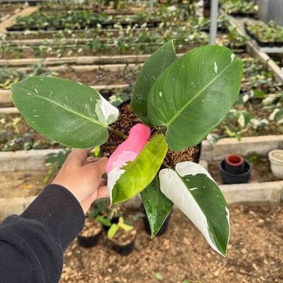 Philodendron White Princes Pink
