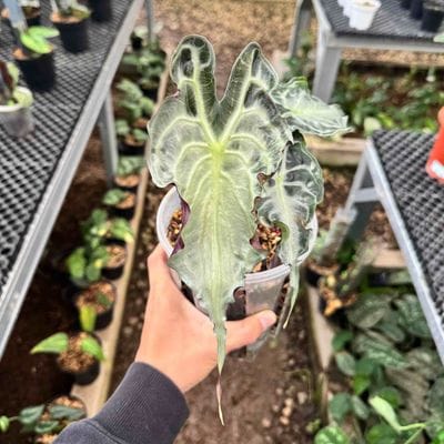 Alocasia Venom