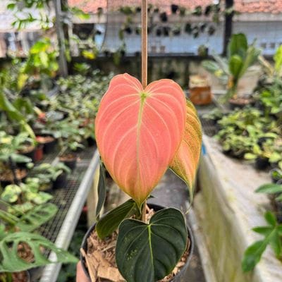 Philodendron Melanocrhysum Pink
