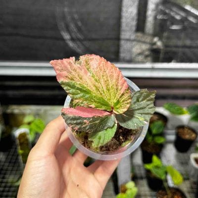Begonia Variegated Pink Color Pattern