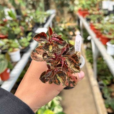 Peperomia Black Metalic Variegated