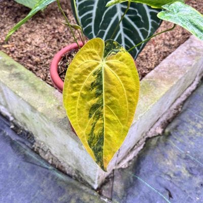 Anthurium Ace Of Spades Variegated