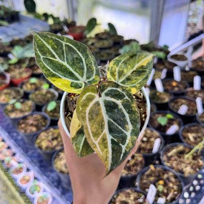 Anthurium Zara Michelle Variegated