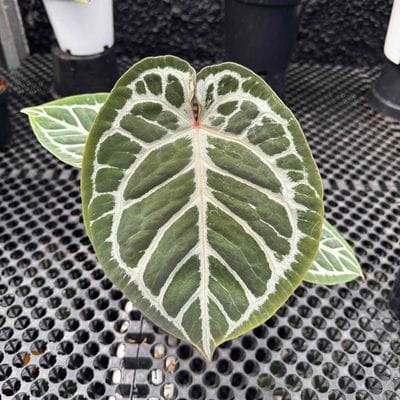 Anthurium Red Tiger Large
