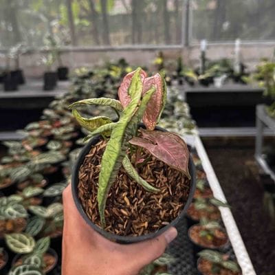 Syngonium Pink Rolli