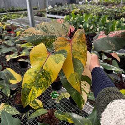 Philodendron Strawberry Shake Large