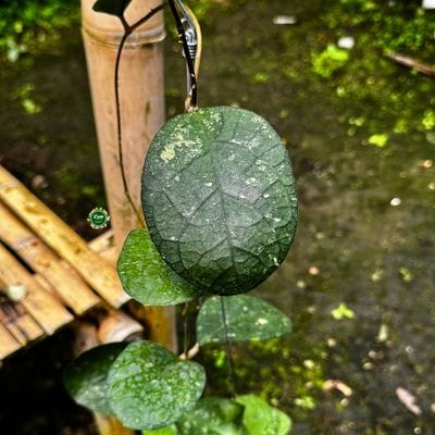 Hoya Tanggamus Turtle