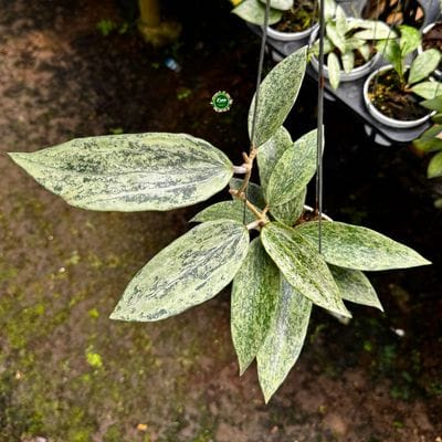 Hoya Rangsan Silver
