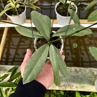 Hoya Griffithii Silver
