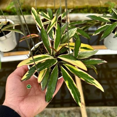 Hoya Lori Lyn