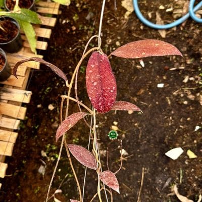 Hoya SP Aceh Chocoa