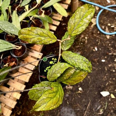 Hoya SP Aceh Tabalong