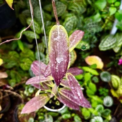 Hoya Soligomiana