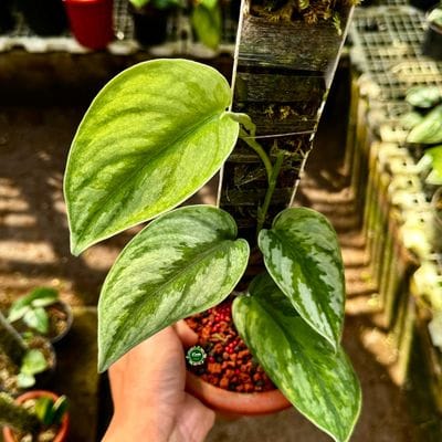 Scindapsus Exotica Kapuas Green On Green