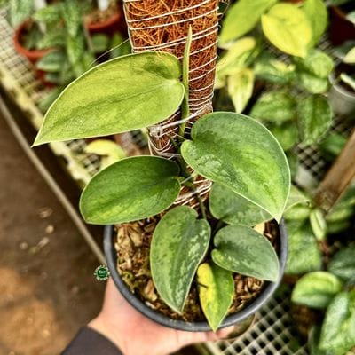 Scindapsus Exotica Long Leaf SP Kapuas Green On Green