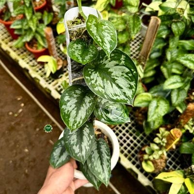Scindapsus Exotica Noid