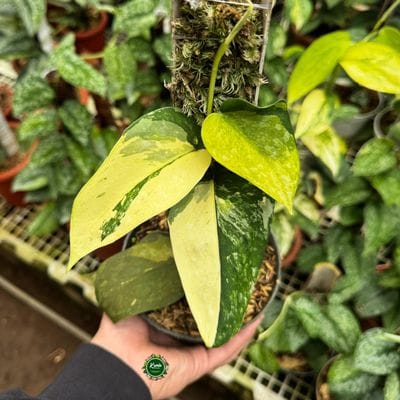 Scindapsus Nirwarna