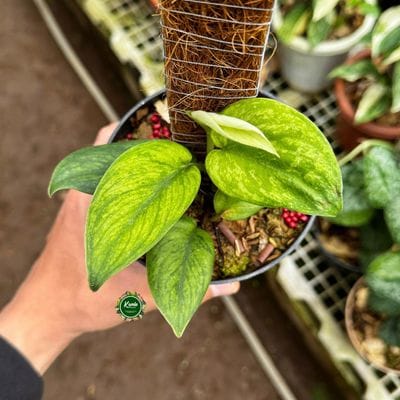 Scindapsus Silver Knight Neon