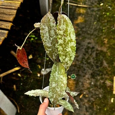 Hoya Caudata SP Aceh Red
