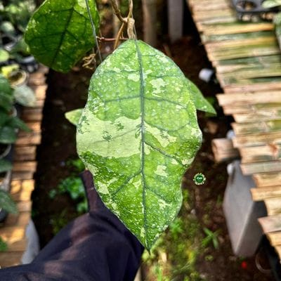 Hoya Clemensiorum SP Borneo Splash