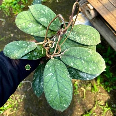 Hoya Meredithii SP Sumatra