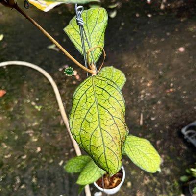 Hoya Tanggamus Limau Kapas