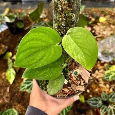 Scindapsus Marakai Aurea